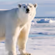 Polar bears