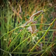 Chameleon