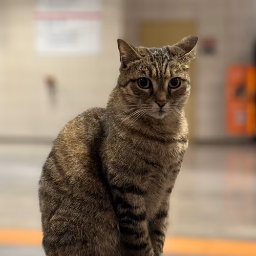 Brave Looks Like A Cat