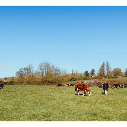 cotswolds cows