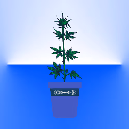 Item #13 Media
