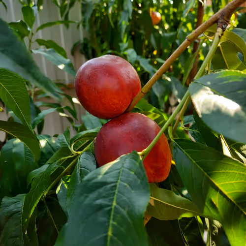 Fruit 71