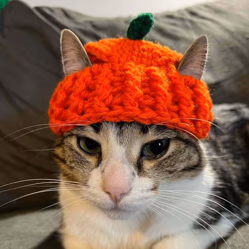 Catwifhat 3