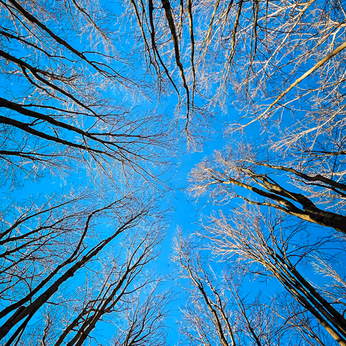 SW Special Editions (Series 2)