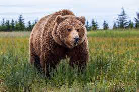 BEAR HOUSE - Member