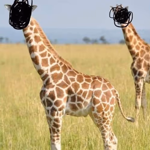 memeeee