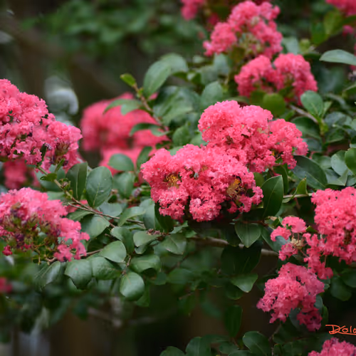 Crape Myrtle R 1