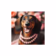 happy dog