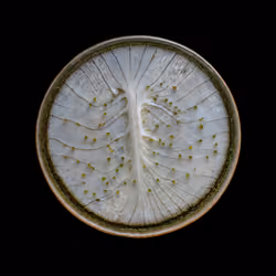 mycelium network:abstraction XVIII SE