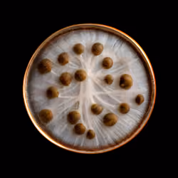 mycelium network:abstraction XIX AP