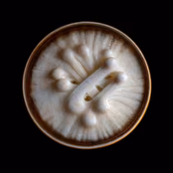 mycelium network:abstraction XVII SE