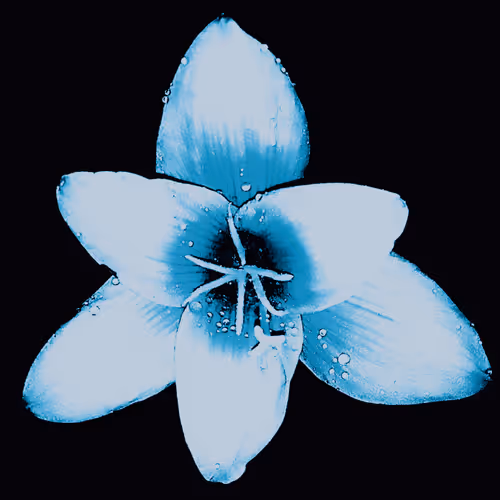 Rain Lily DM10