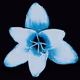 Rain Lily DM10