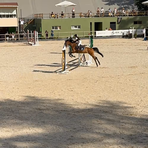 Horses