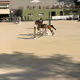 Horses