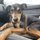 Farcast Doggo