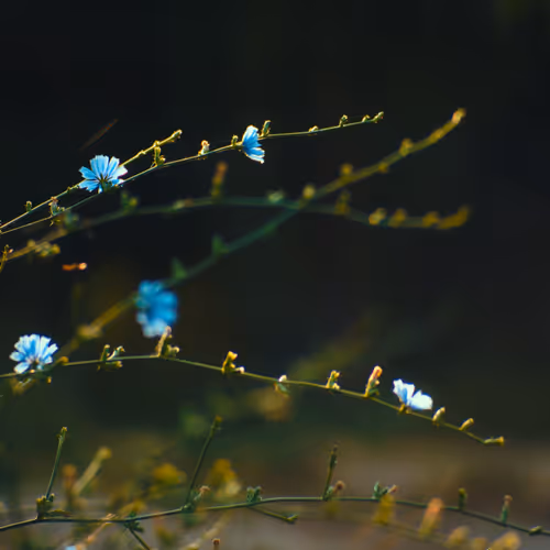 Echoes of Tranquility #3