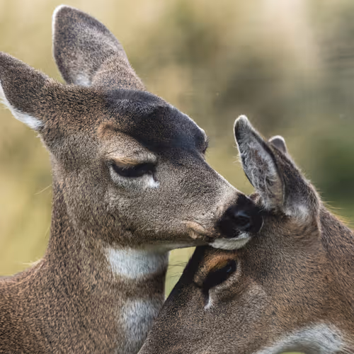 animales