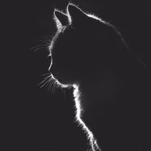CatSilhouette
