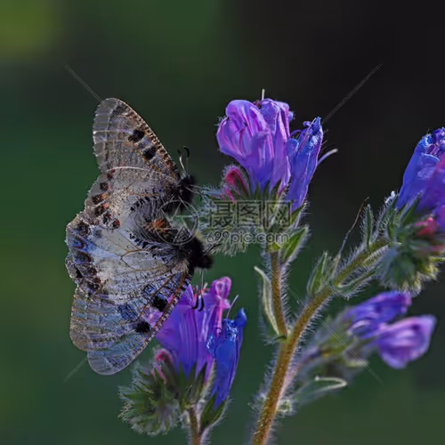 hizashii1981 - Member