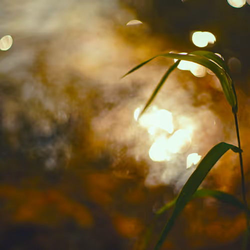 Golden Whispers