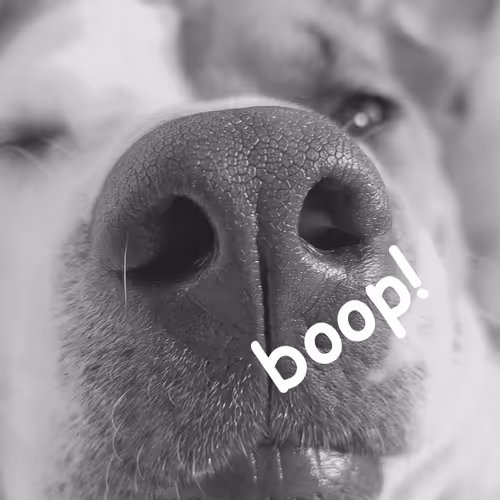 Boop!