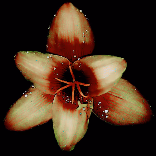 Rain Lily DM5
