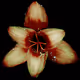 Rain Lily DM5