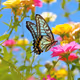 Chinese butterfly