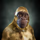 Alpha Kong #6550