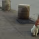 Rodeo posts
