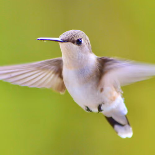 Hummingbird Editions