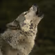 pxlwolf