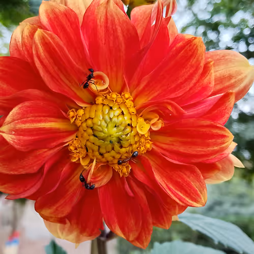 living nature