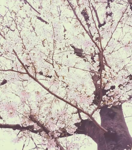 Japan S Four Seasons 1