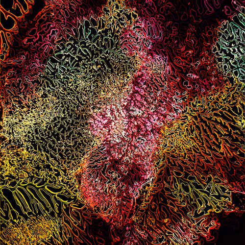 EUKARYOTES