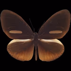 Insect On Base