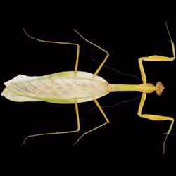 Insect on Base #126