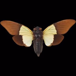 Insect on Base #124
