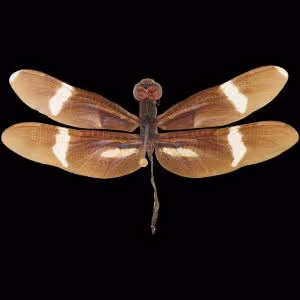 Insect On Base