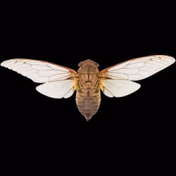 Insect on Base #125
