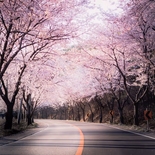 flower road