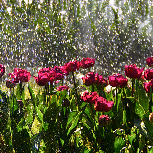 Tulips Awakened By Rain