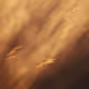 2024 WARP