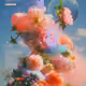 THINLY VIELED DREAM