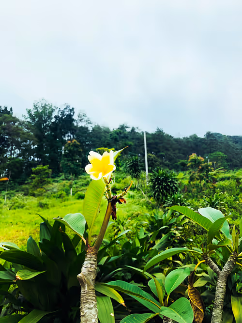 Survive Flowers