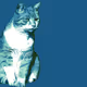 CATs,  26 NFTs (1/1), https://www.transient.xyz/@barbaraschneider/collections