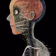 Anatomy of Consciousness