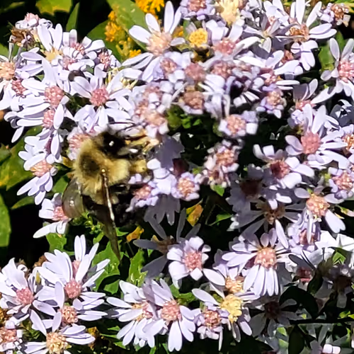 Bees Are Still Buzzing