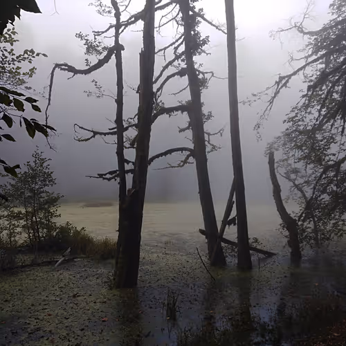 Misty Silence